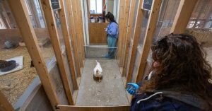 Why Did the Chicken Cross the Barn? To Sign Up for the Scientific Study.